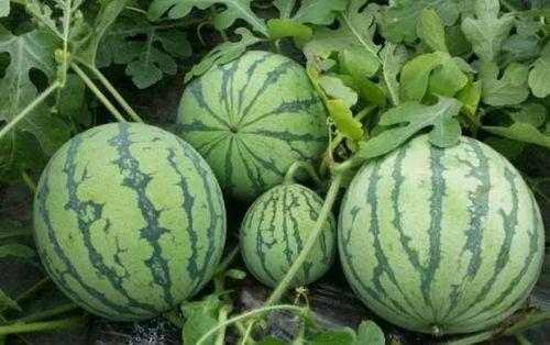 人人吃瓜朝阳黑料,人人吃瓜，朝阳黑料背后的真相