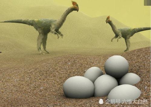 偷蛋龙视频,趣味视频带你领略恐龙魅力