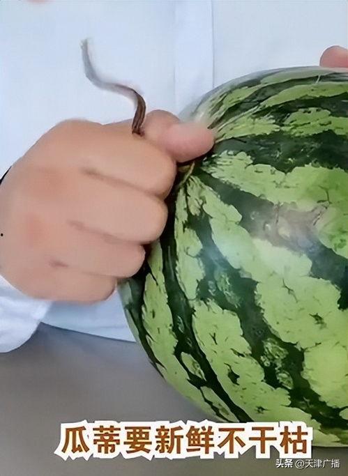 今日头条里最甜的瓜,最甜瓜子的甜蜜故事